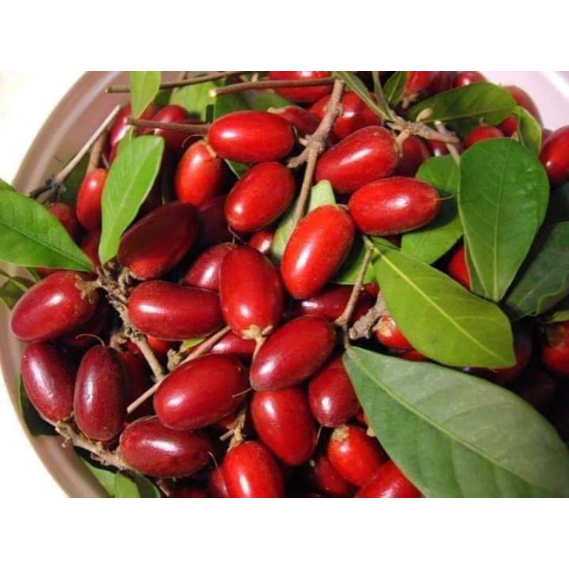 ต้นมหัสจรรย์/ต้นมิราเคิล สูง 40-60 ซม.กิ่งชำถุงดำพร้อมปลูก ผลเปลี่ยนรสชาติ - รูปที่ 4