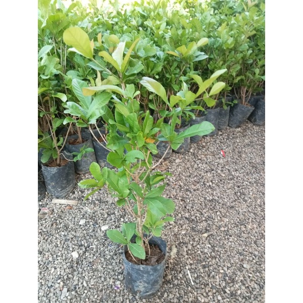 ต้นมหัสจรรย์/ต้นมิราเคิล สูง 40-60 ซม.กิ่งชำถุงดำพร้อมปลูก ผลเปลี่ยนรสชาติ - รูปที่ 2