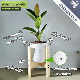 ต้นยางอินเดีย ด่างมิ้นท์ (Rubber Plant)25-30ซม. พร้อมกระถาง+เม็ดPopper+ขาตั้งไม้สน