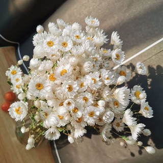 ✐❧✿ยูนนานดอกไม้แห้ง Rudan Bird Chamomile Small Fresh Study Room Decoration Nordic Style Home Decoration Natural Real Flo