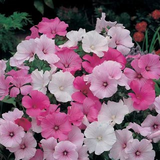 Lavatera ¿# umbrelavatera arborea เมวก50ชิ้น #