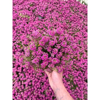 Lobularia ดอกไม้ maritima ดอกโบตั๋น