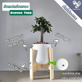 ต้นช้อนเงินช้อนทอง "ฟอร์มตอ"(BANYAN TREE) พร้อมกระถาง+เม็ดPopper+ขาตั้งไม้สน (ต้นไม้มงคล)