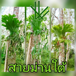 เฟิน สายม่านใต้ (ขนาดใหญ่)กระเช้าสีดา ชายผ้าสีดา platycerium จัดสวน ตกแต่งร้าน