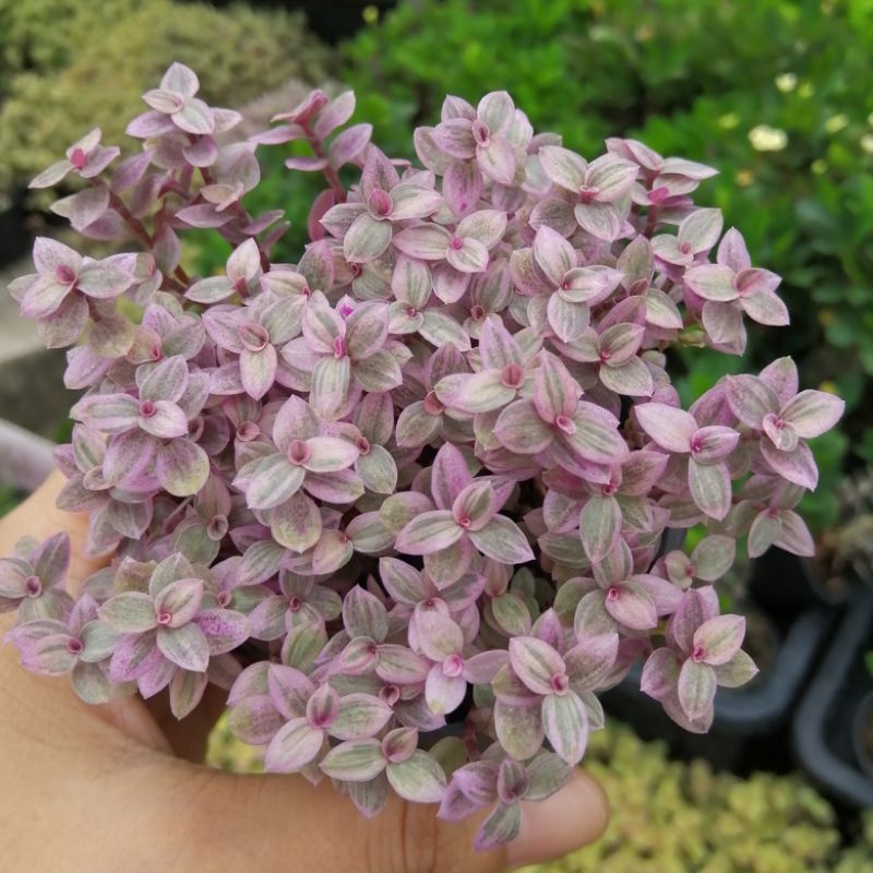 ริ้บบิ้นชาลีสีม่วง สีสวย จัดส่งพร้อมกระถาง 3 นิ้ว รูปที่ 2