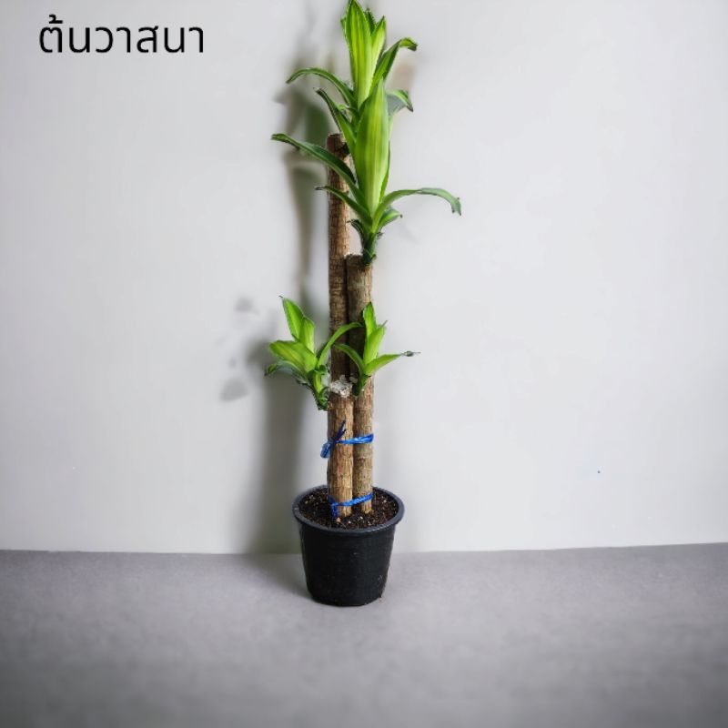 ต้นวาสนา ไม้มงคล เสริมดวงโชคลาภ ความสูง 70-100ซม. (จัดส่งพร้อมกระถาง) LiRin_PLANT
