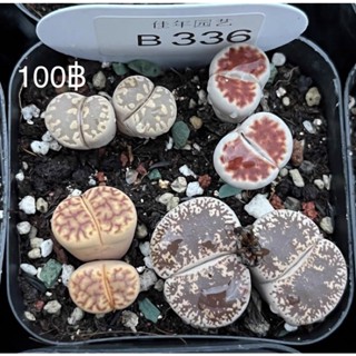 Lithops ไลทอป มีปลายทางค่ะ