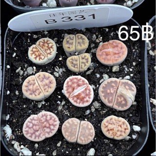 ไลทอป Lithops ทั้งกระถาง