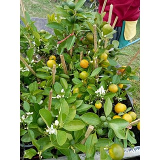 ต้นส้มจี๊ด(แคระ)/ส้มมะปี๊ดติดผลทุกต้นไม้มงคลต้นเตี้ยลูกดกทาน…