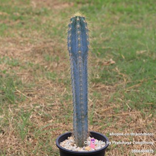 Pilosocereus pachycladus ตอฟ้า สูง 31 cm ไม้เพาะเมล็ด ไม้ชุด 28 สิงหาคม 66
