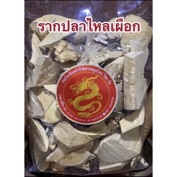 อย่างดี ปลาไหลเผือก รากปลาไหลเผือก1โลราคา180บาท