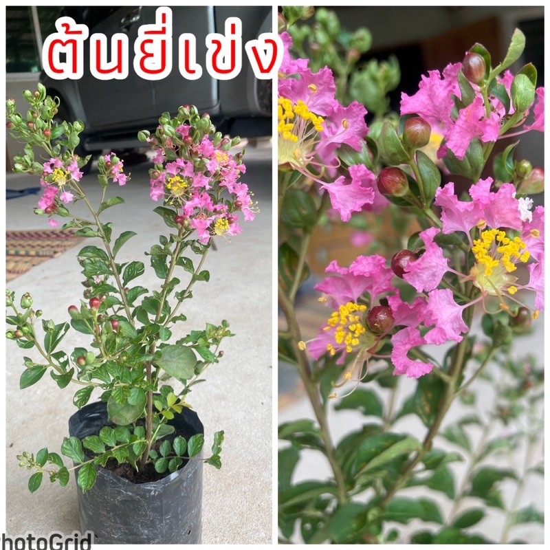 ต้นยี่เข่ง ไม้มงคงออกดอกสีชมพูสวยงาม มองดูแล้วสบายตา ปลูกง่าย ออกดอกทั้งปี