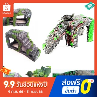 เต่าเรซิน สัตว์เลื้อยคลาน สัตว์เลื้อยคลาน พิพิธภัณฑ์สัตว์น้ํา ทิวทัศน์