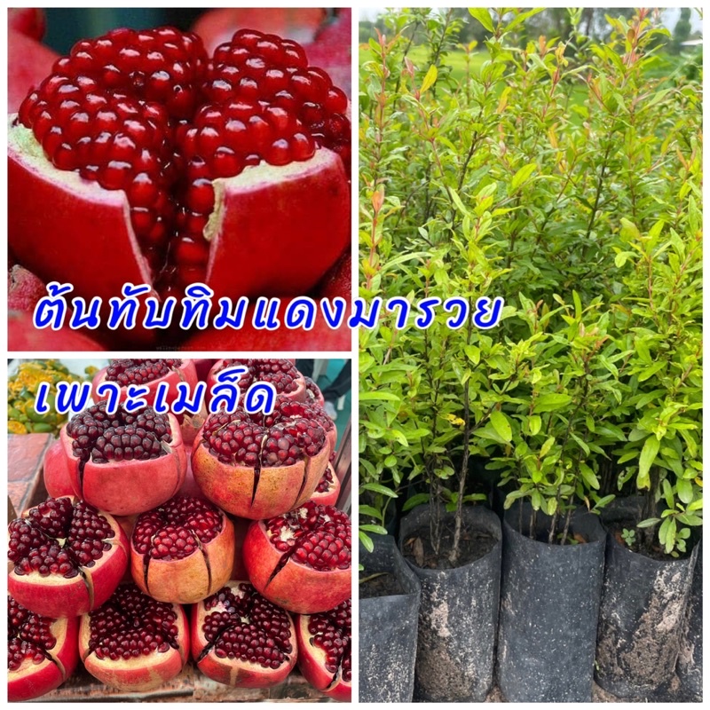 (1ชุด4ต้น100บาท) ต้นทับทิมแดงมารวย เพาะเมล็ด เนื้อในแดงฉ่ำหวาน อร่อย ต้นแข็งแรงพร้อมปลูก