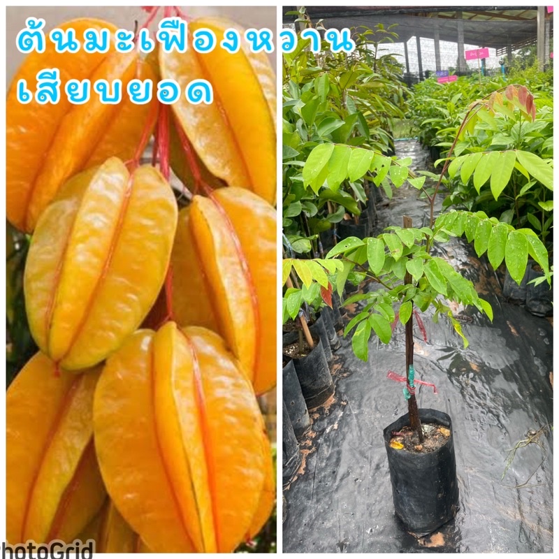 ต้นมะเฟืองหวานยักษ์  ผลใหญ่ รสชาติหวาน เนื้อแน่น ผลดก ปลูกและดูแลง่าย ทนแล้ง มีสรรพคุณทางยา
