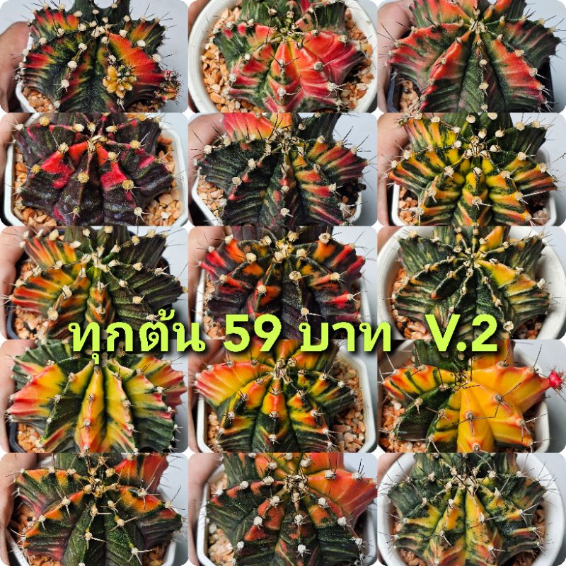 ยิมโนด่างไม้เมล็ด B59 บาทต้นใหญ่ คัดฟอร์ม สีสวย กระถางขนาด 3 นิ้ว พร้อมให้ดอกหน่อ *ส่งถอดกระถาง อัปเดต 18-09-69
