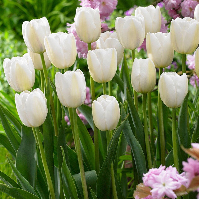 20 เมล็ด ทิวลิป ความรักที่สมบูรณ์แบบ Tulipa Seeds สายพันธุ์ Tulip Clearwater