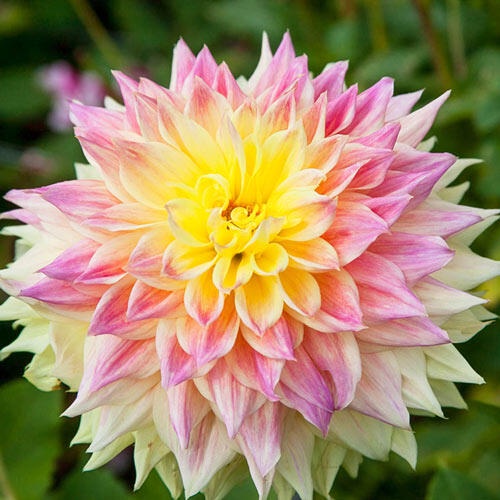 1 เหง้า Dahlia tubers ดอกรักเร่ ดาห์เลีย ต้นเตี้ย ดอกใหญ่ สีสันสวยงาม สายพันธุ์ Advance
