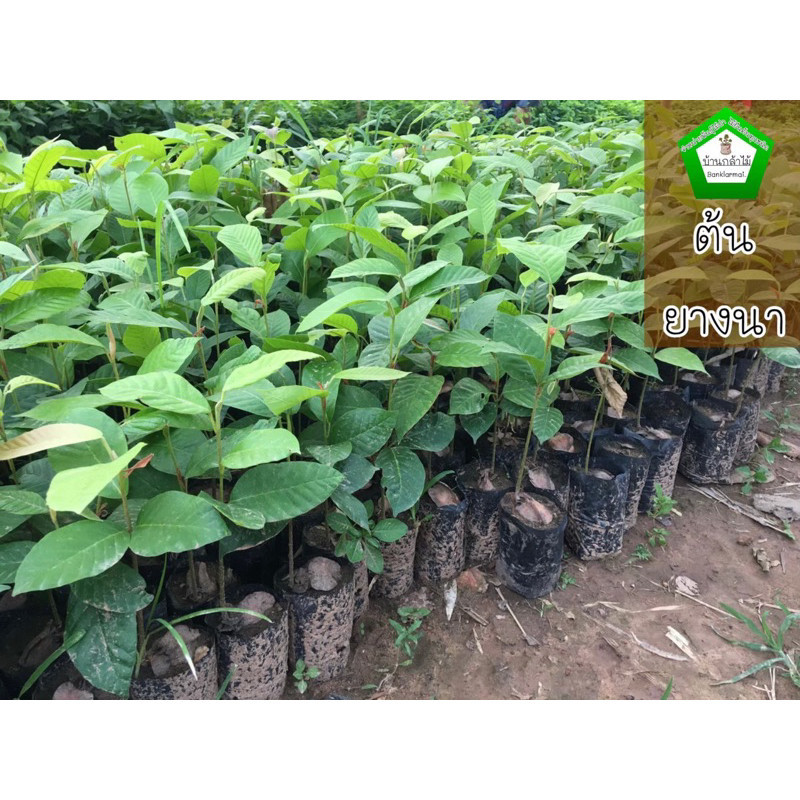 ต้นยางนา ชุดละ 40 ต้น  ต้นแข็งแรง ระหว่างขนส่งสินค้าเสียหาย ทางร้านรับผิดชอบทุกรณีจ้า