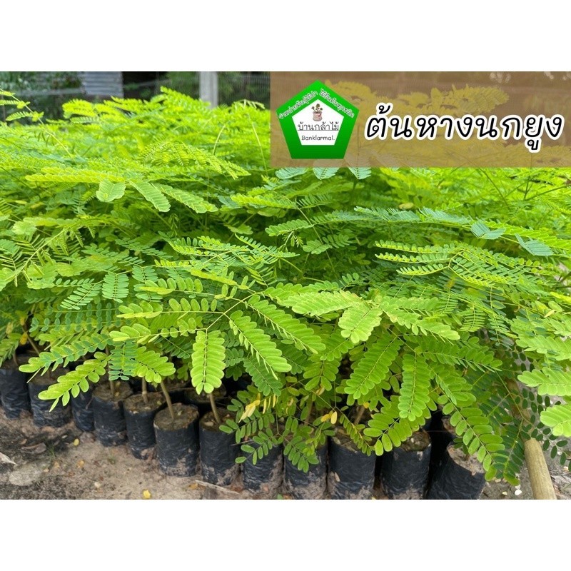 ต้นหางนกยูง หางนกยูงฝรั่ง ดอกเป็นช่อออกปลายกิ่ง มีสีแดงจัดจนถึงสีส้ม