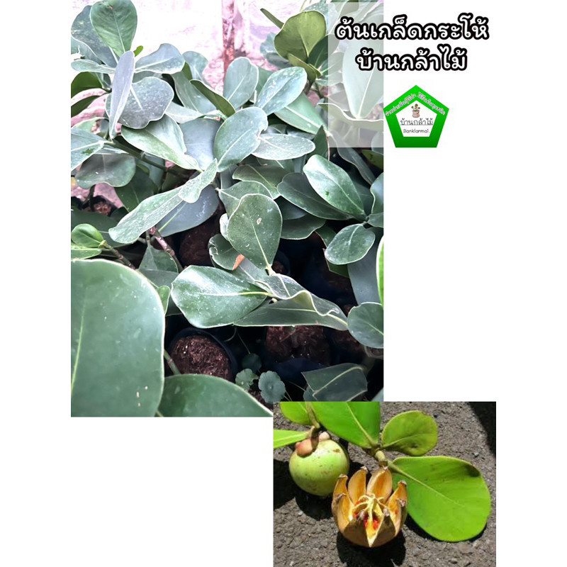 ต้นเกล็ดกระโห้ 🎉ต้นแข็งแรง 🌿 สินค้าเสียหาย แจ้งทางร้านได้เลยจ้า