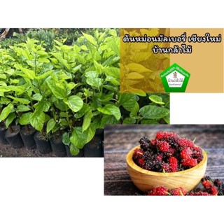 ต้นหม่อน มัลเบอรี่ เชียงใหม่ กิ่งชำ 🎉ต้นแข็งแรง 🌿 สินค้าเสีย…