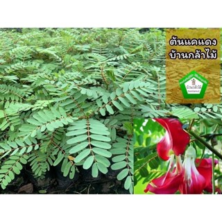 ต้นดอกแคแดง แคชมพู ดอกแคเตี้ย 🎉ต้นแข็งแรง 🌿 สินค้าเสียหาย แจ…