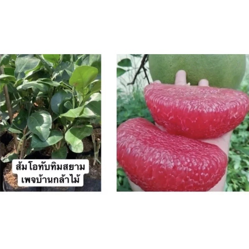 ต้นส้มโอทับทิมสยาม เสียบยอด ออกผลไว้มาก 🎉ต้นแข็งแรง 🌿 สินค้าเสียหาย แจ้งทางร้านได้เลยจ้า