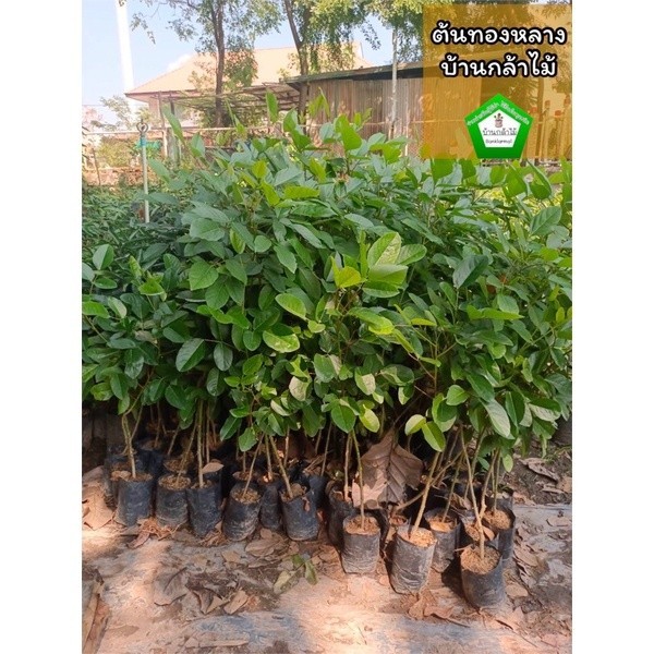 ต้นทองหลางกินใบ 🎉ต้นแข็งแรง 🌿 สินค้าเสียหาย แจ้งทางร้านได้เลยจ้า
