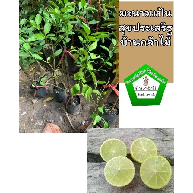 ต้นมะนาวแป้นสุขประเสริฐ ถุงชำพร้อมปลูก ออกผลไวมาก สินค้าเสียหาย แจ้งทางร้านได้เลยจ้า