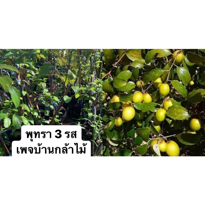 ต้นพุทรา 3 รส ออกไวผล 🎉ต้นแข็งแรง ระหว่างขนส่งสินค้าเสียหาย ทางร้านรับผิดชอบทุกรณีจ้า