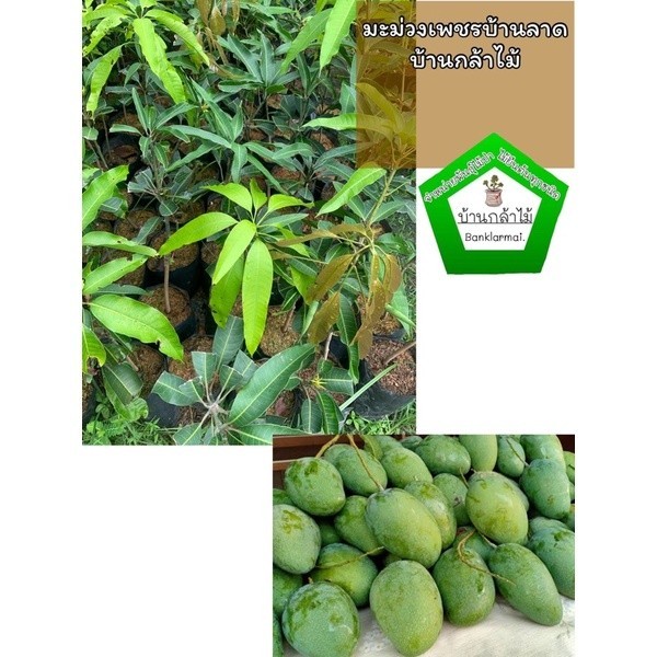 ต้นมะม่วงเพชรบ้านลาด แท้ 100%  🎉ต้นแข็งแรง 🌿 สินค้าเสียหาย แจ้งทางร้านได้เลยจ้า