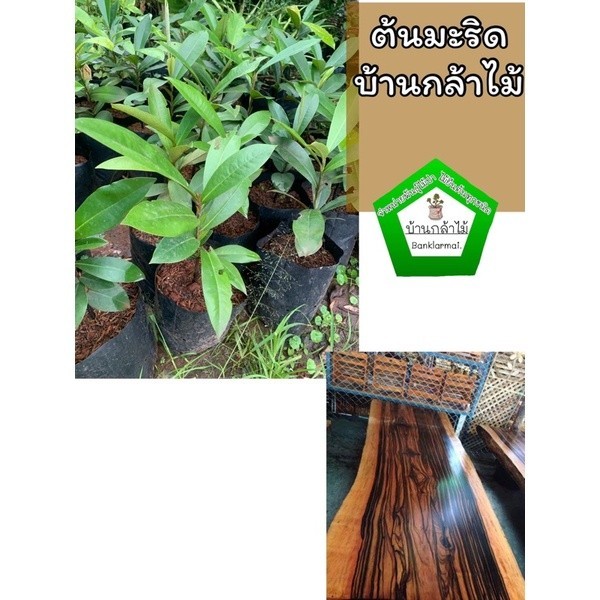 ต้นมะริด ต้นโตพร้อมปลูก แข็งแรง 🎉ต้นแข็งแรง 🌿 สินค้าเสียหาย แจ้งทางร้านได้เลยจ้า