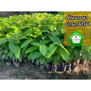 ต้นยางนา ราดเชื้อเห็ดหลากหลายชนิด 🍄 เห็ดไคเห็ดตับเต่าและอื่นๆ 🌿 สินค้าเสียหาย แจ้งทางร้านได้เลยจ้า