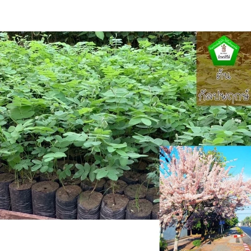ต้นกัลปพฤกษ์ ไม้ยืนต้น ดอกสีชมพูขาว 🌿 สินค้าเสียหาย แจ้งทางร้านได้เลยจ้า