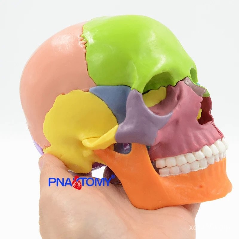 15ชิ้น/ชิ้น4D Anatomy Anatomy Skull Anatomical Skull WVXS