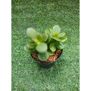 ต้นคลาสซูล่าใบเงิน, ต้นมันนี่ [Crassula Ovata, Money Plant] ไม้มงคลในกระถาง2นิ้ว