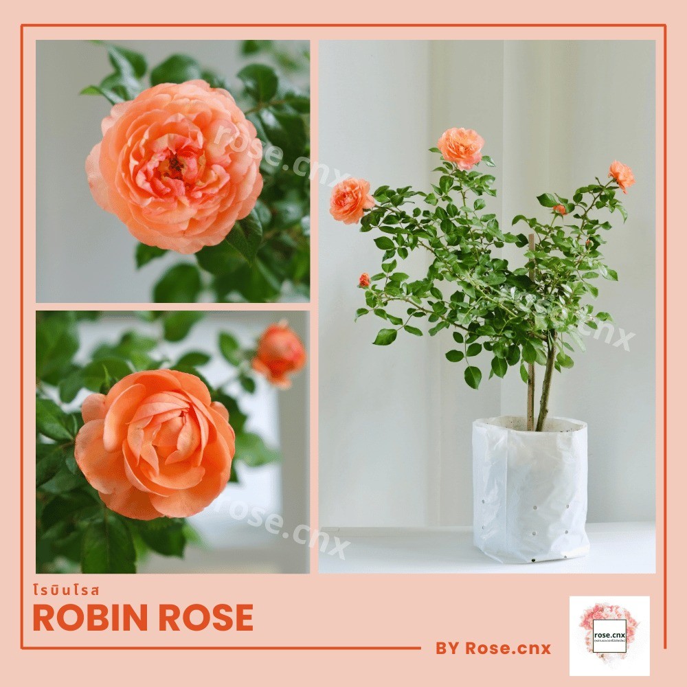กุหลาบโรบิน มีกลิ่นพีชหอมฉ่ำ Robin Rose กุหลาบสีส้มนวล (สายพันธุ์เนเธอร์แลนด์)
