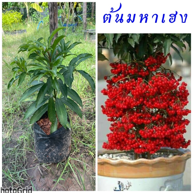 ต้นมหาเฮง ไม้มงคลเสริมการเงิน โชคลาภ ปลูกง่ายดูแลง่าย สามรถปลูกในกระถางได้