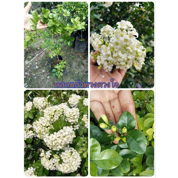 ต้นดอกแก้วพวงดวงใจ ออกดอกทั้งปี ดอกหอมทั้งวัน สูง 40-60 ซม.