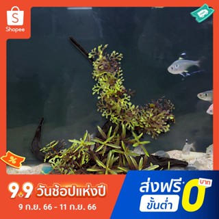 หญ้าเทียม ไม่จางหาย สําหรับตกแต่งบ้าน พิพิธภัณฑ์สัตว์น้ํา ตู้ปลา