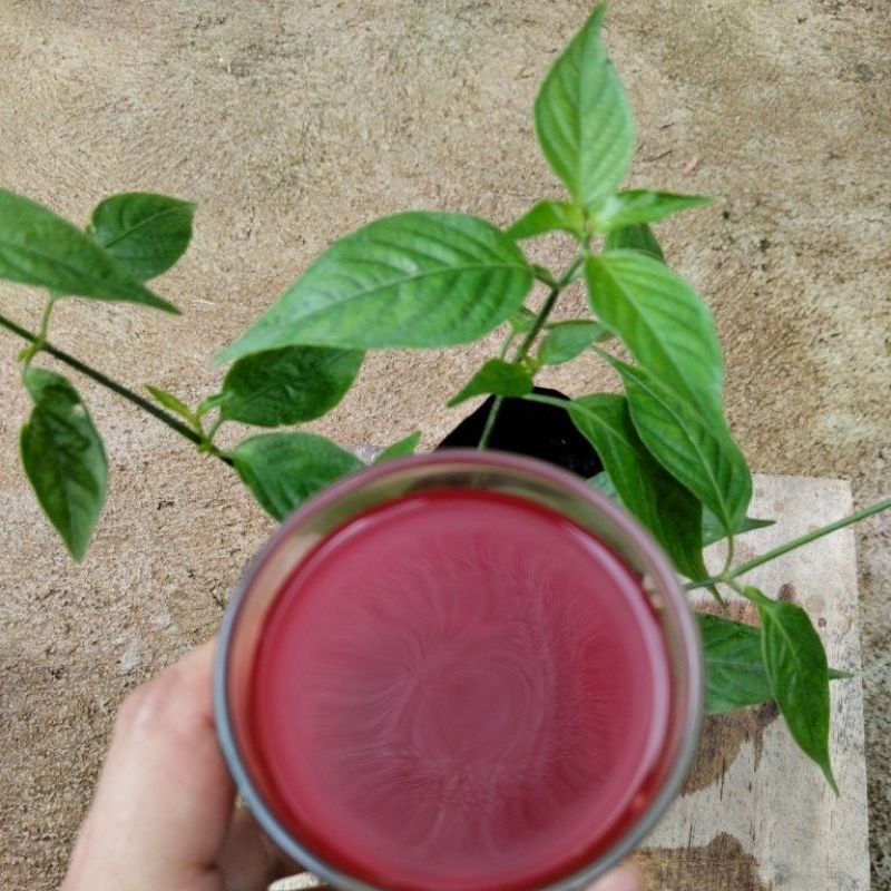 ต้นชาเลือดมังกร ชาสีแดง 5แถม1 ชาสมุนไพรเลือดมังกร dragon blood tea ชาเลือดมังกร ชาสมุนไพร
