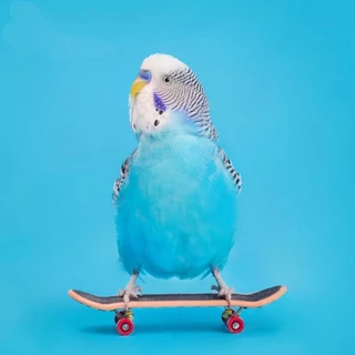 E-3 Skateboard สเก็ตบอร์ด ของเล่นนก [ลายคละ]