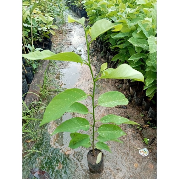 ต้นน้อยหน่าหนังเขียวเกษตร(ชุด5ต้น)เพาะเมล็ด ลูกใหญ่ ผลดก - รูปที่ 6