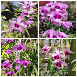 จำหน่ายตะเกียงเอื้องสาย คละเบอร์ ชุดละ 10 ตะเกียง 150 บาท