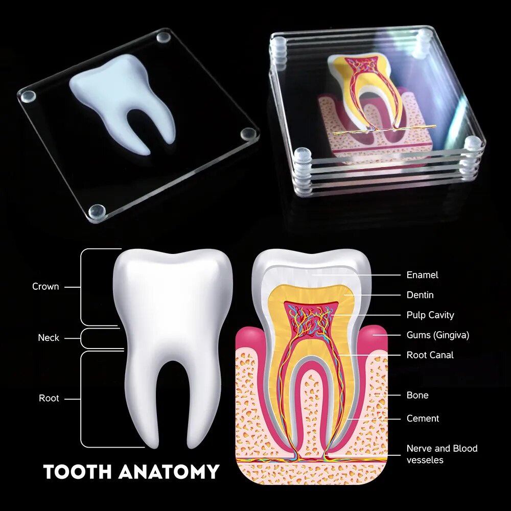Dental Tooth Teeth Anatomical Anatomy Model Children Dental Model Baby  teeth mold