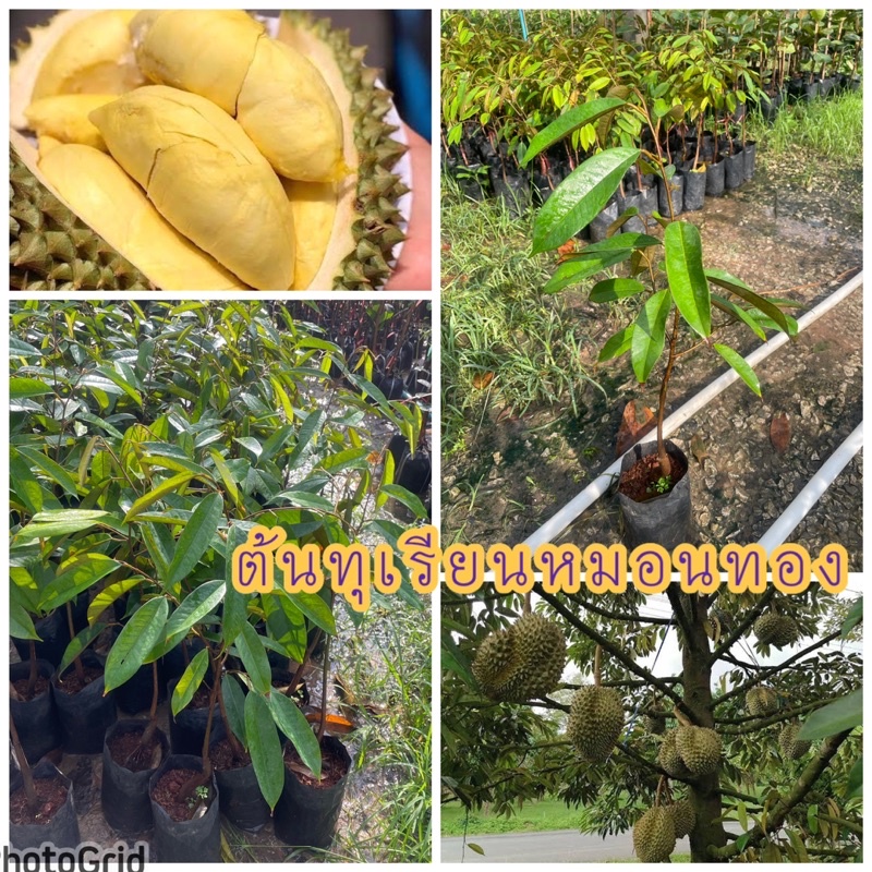 ต้นทุเรียนหมอนทอง ต้นพันธุ์เสียบยอด พันธุ์เตี้ยติดผลดกปลูกประมาณ 5 ปีติดผล สามารถปลูกได้ทุกพื้นที่ ขนาดต้นที่จัดส่ง50ซม.