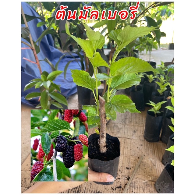 ต้นมัลเบอรี่ หรือ ม่อนออสตุรกี (ชำกิ่ง) ต้นพันธุ์แข็งแรง ลูกใหญ่ผลดกรสชาติหวาน อร่อย ปลูกง่ายดูแลง่าย