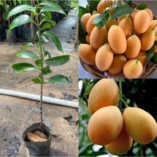 ต้นมะปรางหวาน เสียบยอด พันธุ์เตี้ย รสชาติหวานลูกใหญ่ผลดกปลูก…