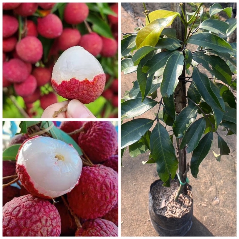 ต้นลิ้นจี่จักรพรรดิพันธ์ (กิ่งตอน) ต้นพันธุ์เตี้ย ปลูก 1 ปีติดผล ต้นสวยเเข็งแรง พร้อมปลูก ขนาดต้น60ซม.